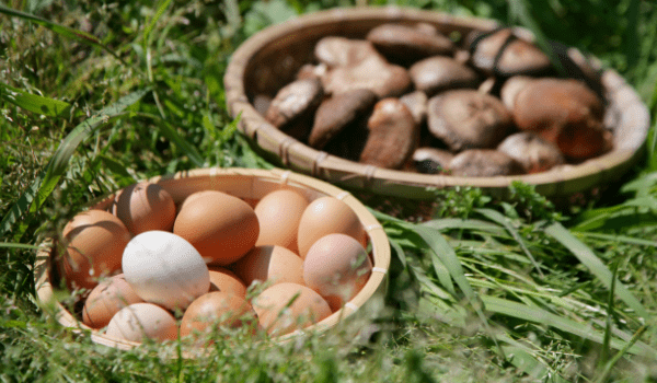 たまごと椎茸の画像