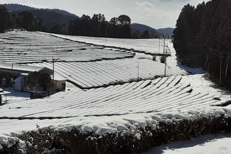 冬の茶畑の画像