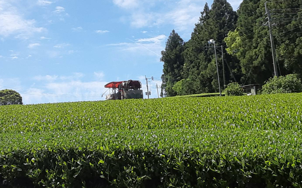 田中園 茶畑の画像