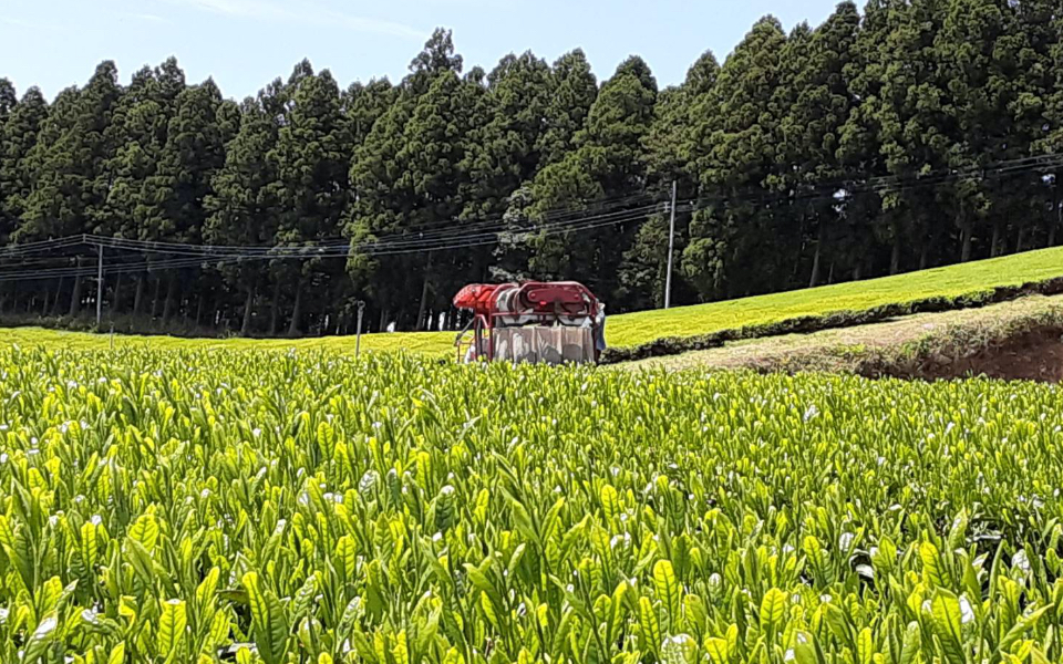 田中園 茶畑の画像