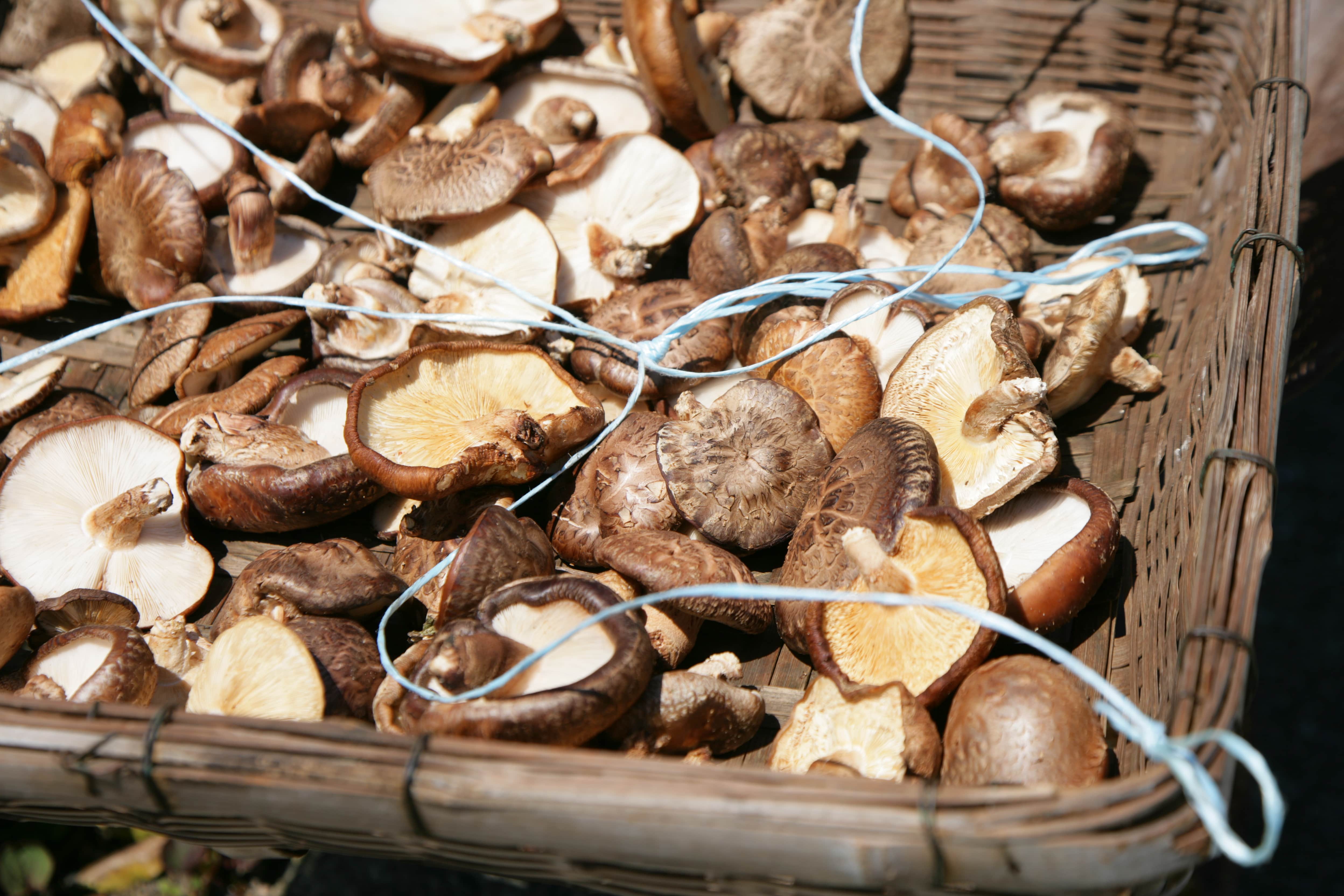 田中園 四代目の画像