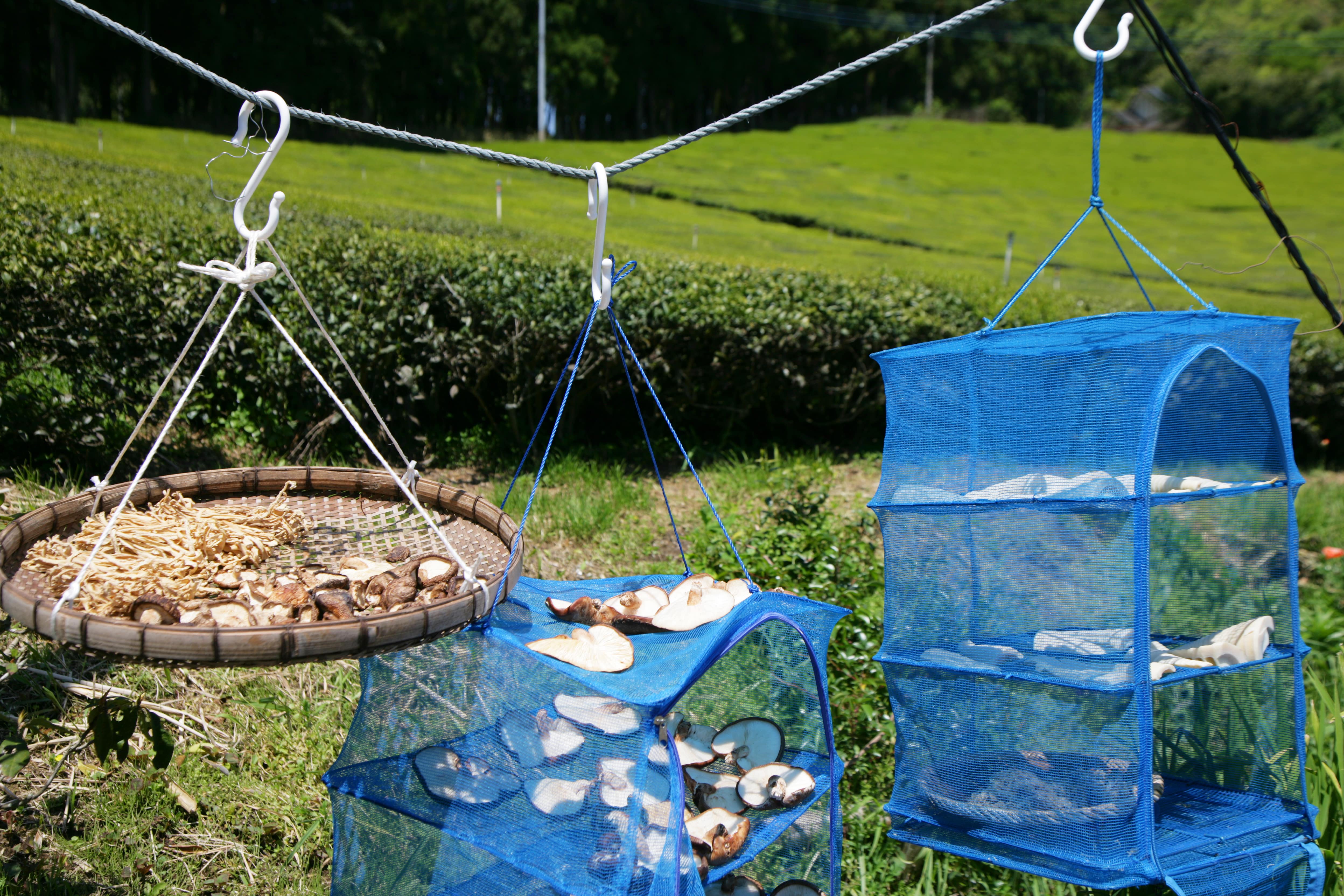 田中園 四代目の画像