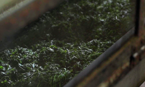 中揉工程の画像