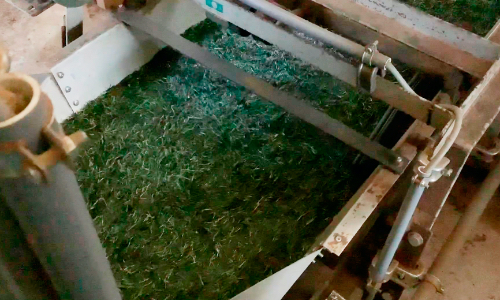 荒茶に仕上げる画像