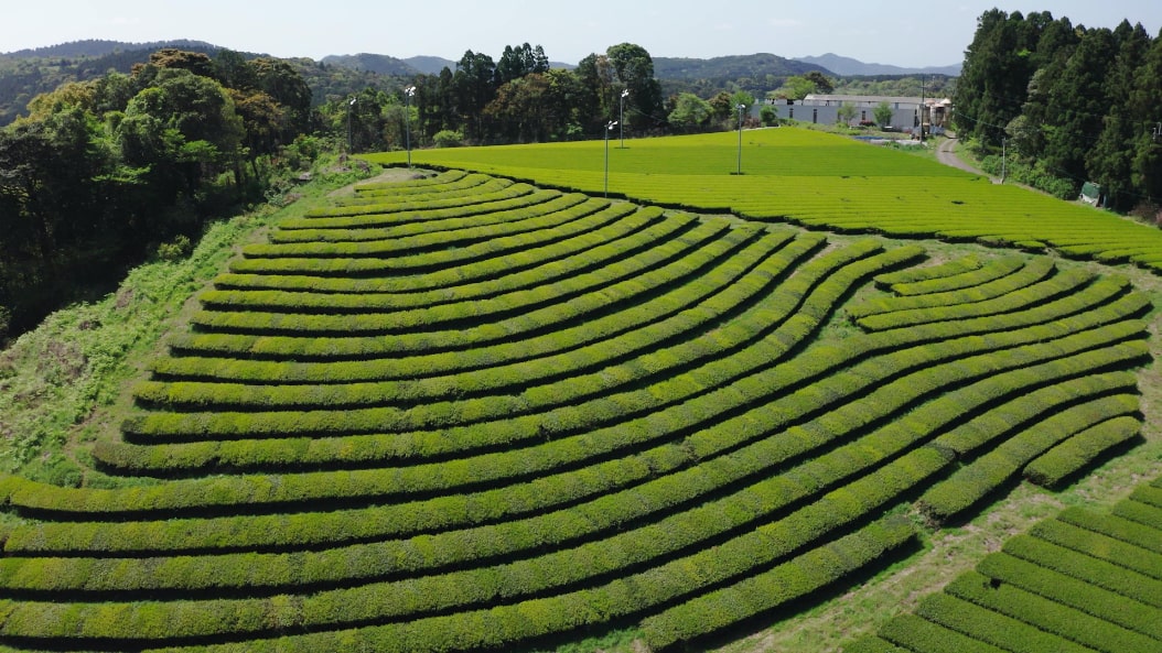 田中園の茶畑